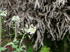 Draba muralis