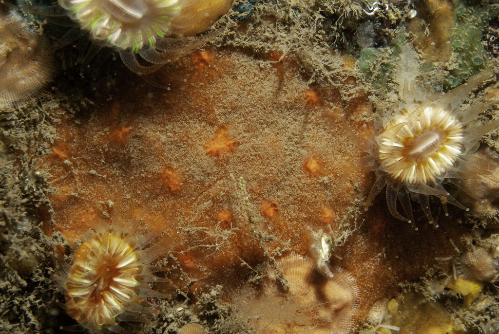 Hymeraphia breeni