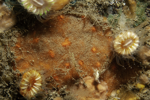 Hymeraphia