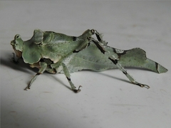 Lichenomorphus