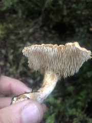 Hydnum oregonense