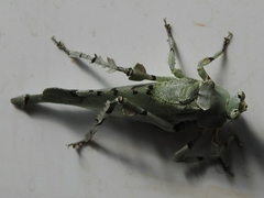 Lichenomorphus