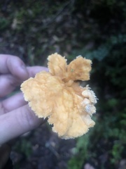 Hydnum oregonense