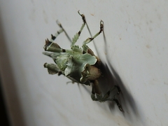 Lichenomorphus