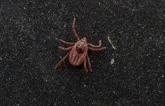 Rhipicephalus sanguineus