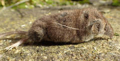 Crocidura suaveolens