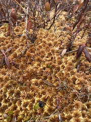 Sphagnum flavicomans