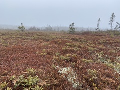Sphagnum flavicomans