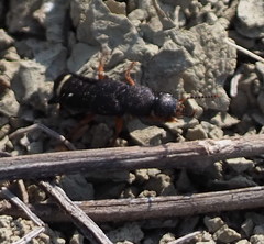 Platydracus fulvipes