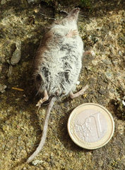 Crocidura suaveolens