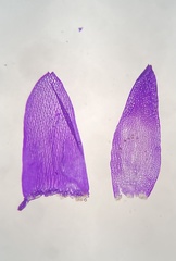 Sphagnum flavicomans