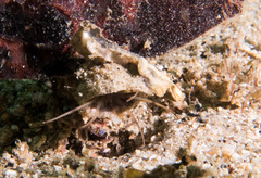 Diopatra dentata