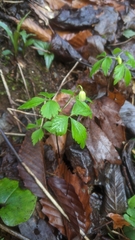 Anemonoides lancifolia