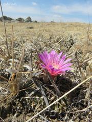 Echinofossulocactus lamellosus