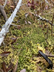 Sphagnum cuspidatum