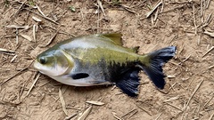 Colossoma macropomum