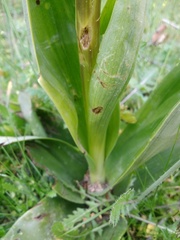 Himantoglossum robertianum