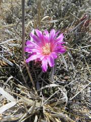 Echinofossulocactus lamellosus