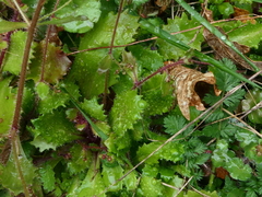 Micranthes clusii lepismigena