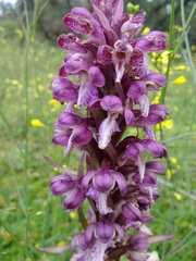 Himantoglossum robertianum