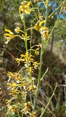 Prosthechea michuacana