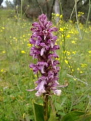 Himantoglossum robertianum