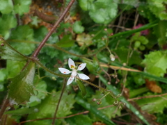 Micranthes clusii lepismigena