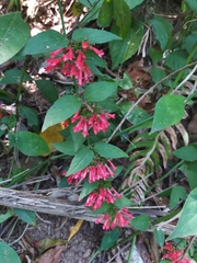 Russelia verticillata