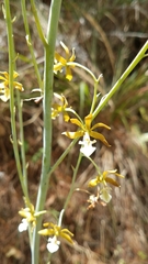 Prosthechea michuacana