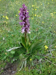 Himantoglossum robertianum