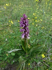 Himantoglossum robertianum