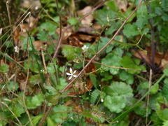 Micranthes clusii lepismigena