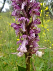 Himantoglossum robertianum