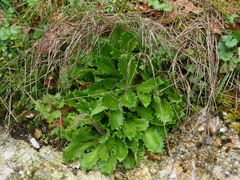 Micranthes clusii lepismigena