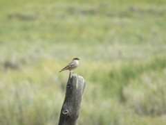 Muscisaxicola capistratus