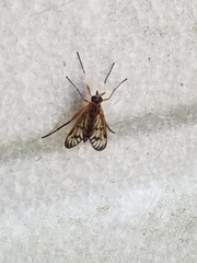 Rhagio albicornis