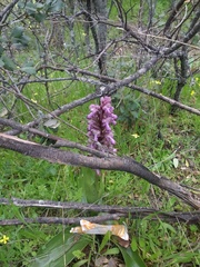 Himantoglossum robertianum