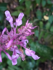Odontonema callistachyum