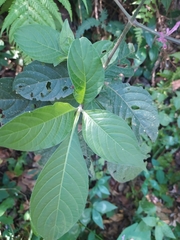 Odontonema callistachyum