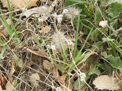 Trifolium angustifolium
