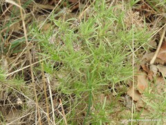 Plantago sempervirens