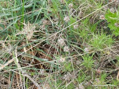 Plantago sempervirens