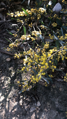 Acacia redolens