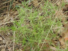 Plantago sempervirens