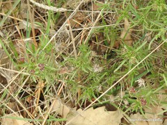 Plantago sempervirens