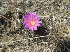 Echinofossulocactus lamellosus