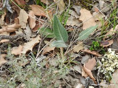 Leuzea conifera