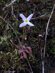 Houstonia caerulea