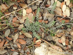 Teucrium capitatum capitatum