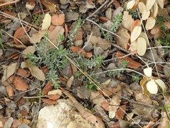 Teucrium capitatum capitatum